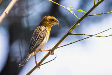 The Asian golden weaver (female) on the branch in Thailand.