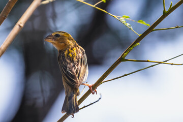The Asian golden weaver (female) on the branch in Thailand.
