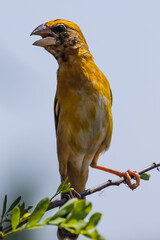 The Asian golden weaver (female) on the branch in Thailand.
