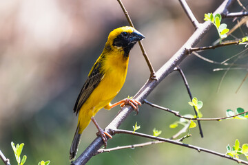 The Asian golden weaver (male) on the branch in Thailand.