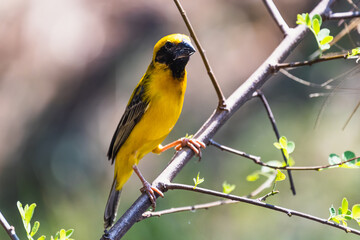 The Asian golden weaver (male) on the branch in Thailand.