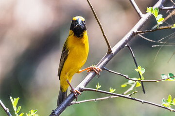 Fototapeta premium The Asian golden weaver (male) on the branch in Thailand.