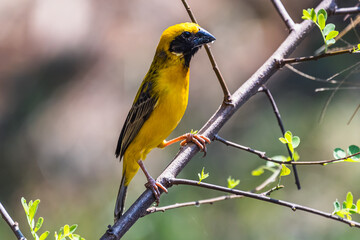 The Asian golden weaver (male) on the branch in Thailand.