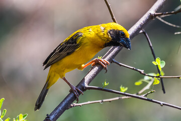The Asian golden weaver (male) on the branch in Thailand.