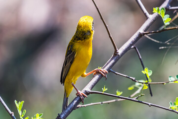 The Asian golden weaver (male) on the branch in Thailand.