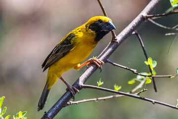 The Asian golden weaver (male) on the branch in Thailand.