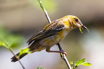 The Asian golden weaver (female) on the branch in Thailand.
