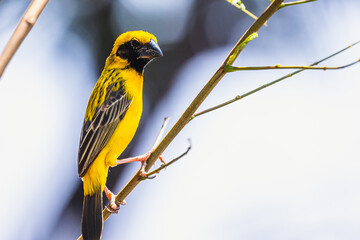 The Asian golden weaver (male) on the branch in Thailand.