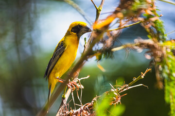 The Asian golden weaver (male) on the branch in Thailand.