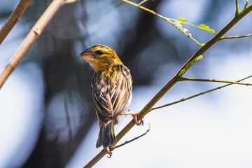 The Asian golden weaver (female) on the branch in Thailand.
