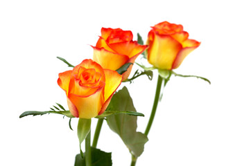 Rose with a yellow to orange gradient of color in the petals 