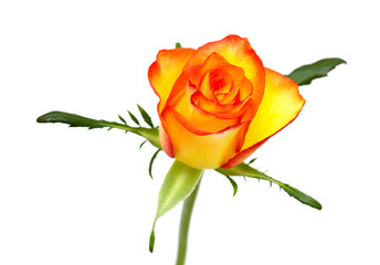 Rose with a yellow to orange gradient of color in the petals 