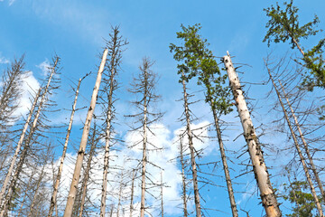 Dry forest trees against the blue sky. Drought.