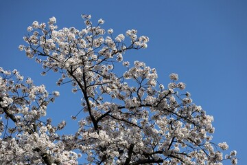 青空と満開の桜の風景