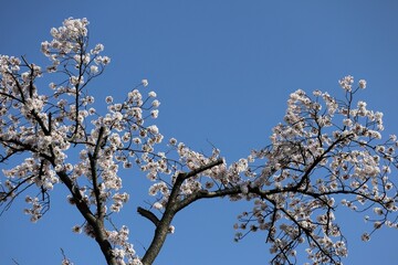 青空と満開の桜の風景