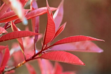 葉が色づいた美しい植物のクローズアップ
