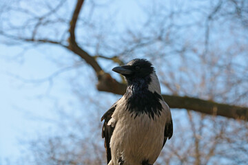 On a tree branch sits a crow in the park.