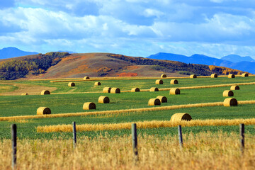 Rolled Hay Agricultural Landscape Cowboy Trail Alberta