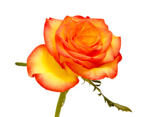 Rose with a yellow to orange gradient of color in the petals 