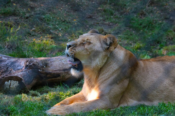 Close up of the lying yawning lioness.