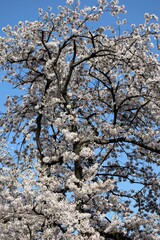 日本の美しい青空と桜のクローズアップ