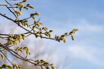 the willow tree bloomed in the spring