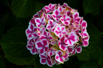 A beautiful bud of flowering hydrangeas in the park in the spring.