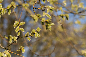 the willow tree bloomed in the spring