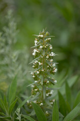 Flora of Gran Canaria -  flowers of Echium onosmifolium, black bugloss, endemic to the island, natural macro floral background
