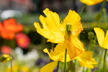 Colorful iceland poppy flowers. Papaver nudicaule. 