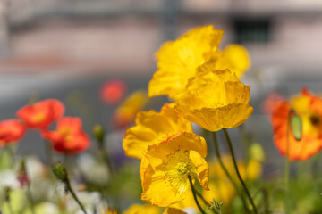 Colorful iceland poppy flowers. Papaver nudicaule. 