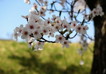 日本の美しい青空と桜のクローズアップ