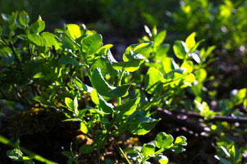 Young green background of plants and shrubs in the garden in spring.