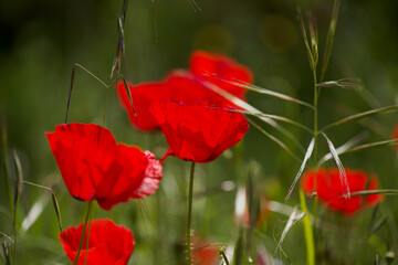 Obraz premium Flora of Gran Canaria - Papaver rhoeas, common poppy background 