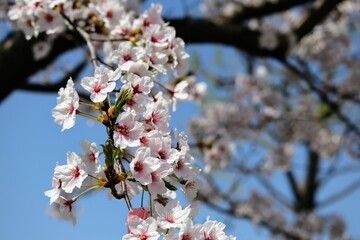 日本の美しい桜の花のクローズアップ