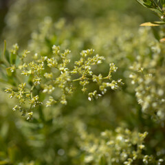 Fototapeta premium Flora of Gran Canaria - Paronychia canariensis, canarian nailwort, natural macro floral background 