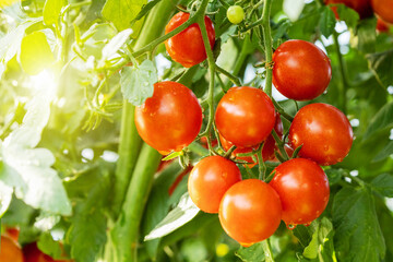 Fresh ripe red tomatoes plant growth in organic greenhouse.