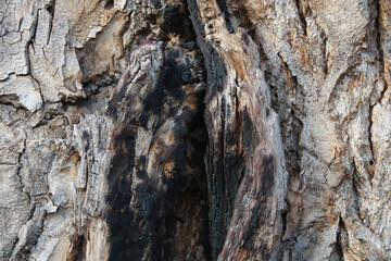 Close-up of the gray bark of an old large tree, background.