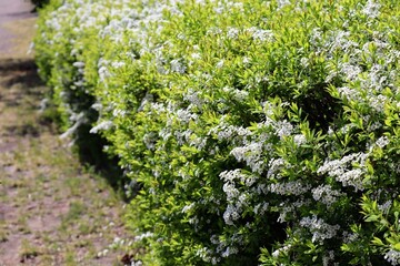 日本の白い花の生垣の風景