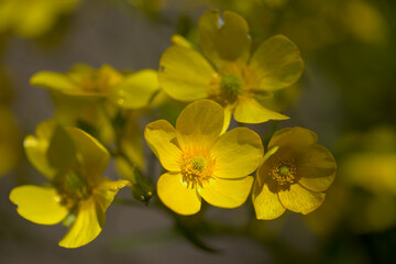 Flora of Gran Canaria - bright yellow flowers of Ranunculus cortusifolius, Canary buttercup natural macro floral background

