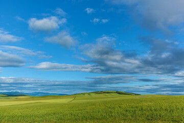 Fototapeta na wymiar Green fields with wheat on blue sky background