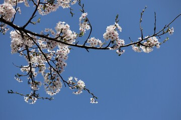青空と桜の風景