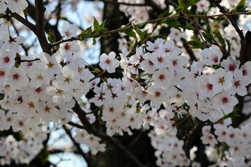 日本の美しい桜の花のクローズアップ