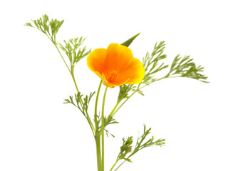 Flora of Gran Canaria -  Eschscholzia californica, the California poppy, introduced and invasive species