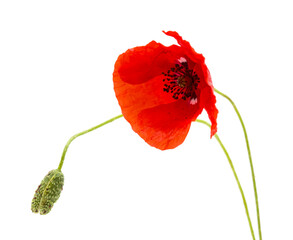 Flora of Gran Canaria -  Papaver rhoeas, common poppy  isolated on white background