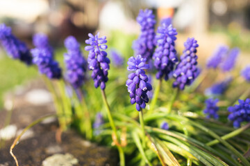 blue flowers in the field. Garden flowers