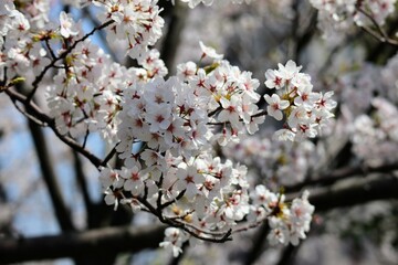 日本の美しい桜の花のクローズアップ