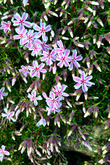 Bright beautiful background of flowering flowers in the garden in spring.