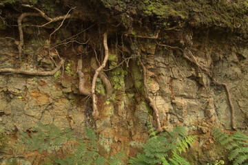 Obraz premium Tenerife, tangled and dark forests of Anaga rural park in the north east part of the island