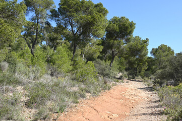 Wanderweg auf Mallorca im Frühling